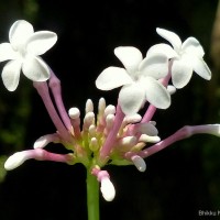 Rauvolfia serpentina (L.) Benth. ex Kurz